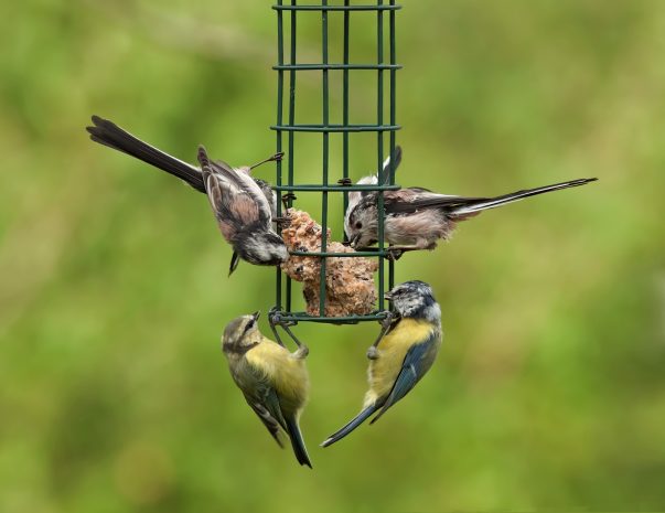 Several small birds feed at a cylindrical seed feeder with a chunky seed block, set against a green blurred background.
